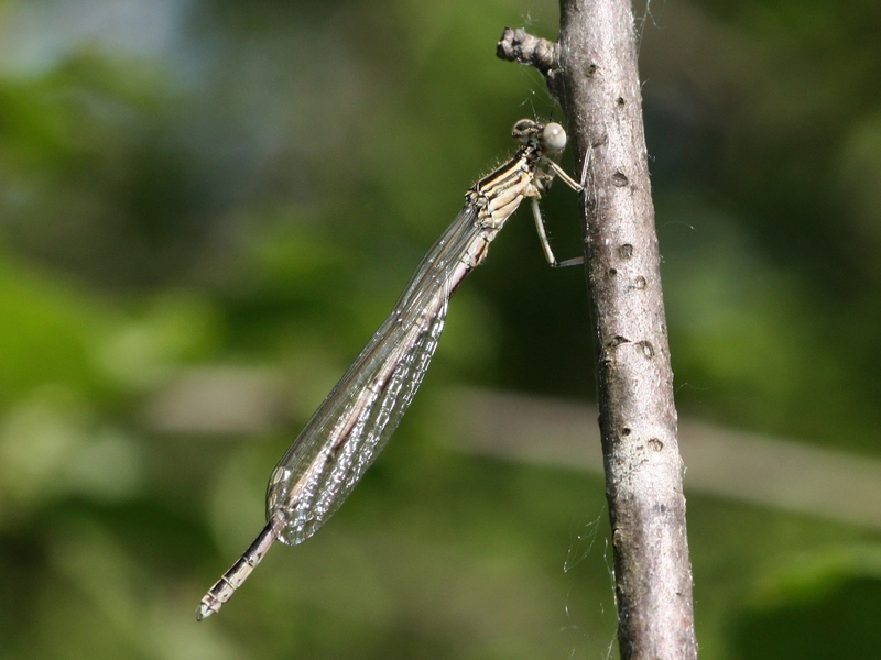 Platycnemis pennipes, maschio immaturo